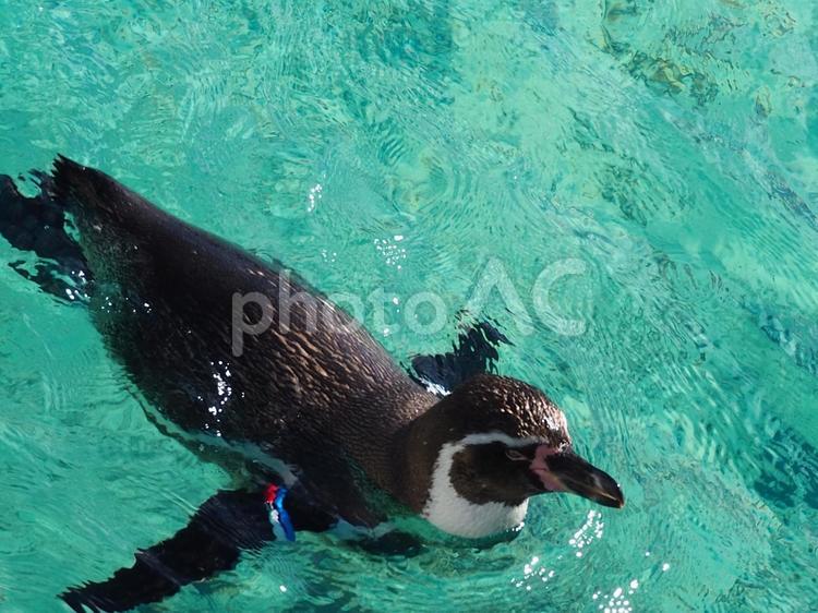 目をつぶるペンギン 水泳,水域,野生動物の写真素材