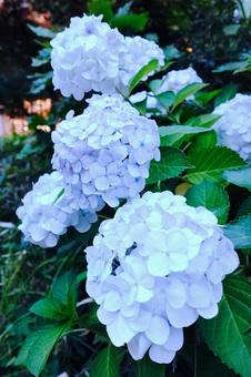 Hydrangea at dusk, JPG