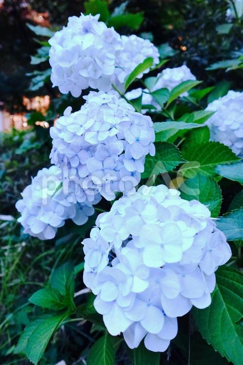 夕暮れの紫陽花 あじさい,梅雨,ブルーの写真素材