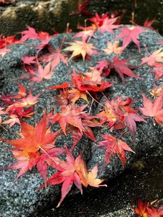 紅葉　もみじ　秋　落ち葉 紅葉,もみじ,秋の写真素材