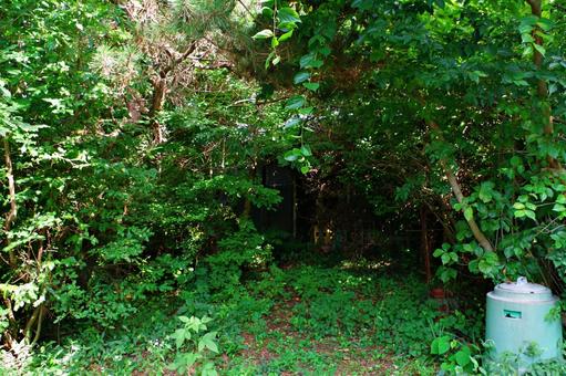 雑草と雑木のトンネル 雑草と雑木のトンネル トンネル,雑木,雑草の写真素材