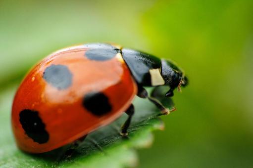 葉の上でくつろぐてんとう虫の写真