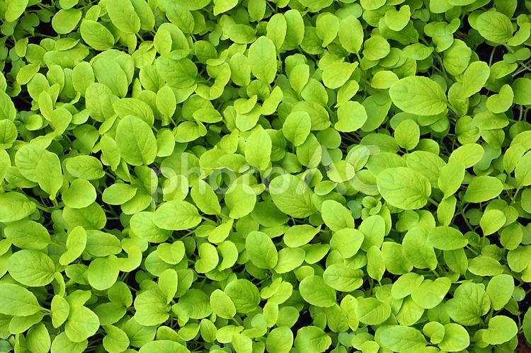 ほうれん草の新葉 葉,グリーン,緑のイメージの写真素材