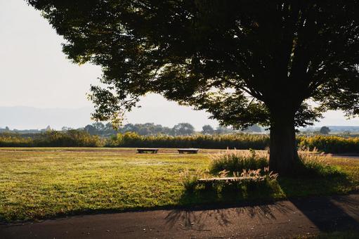 柔らかな光と影が美しい秋の公園の情景 木,樹木,大木の写真素材