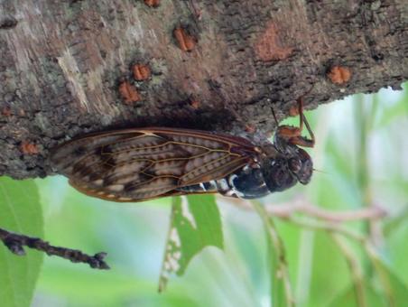 【昆虫写真】アブラゼミ(油蝉) 【昆虫写真】アブラゼミ(油蝉)の写真