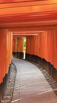 果てなき朱の回廊 伏見稲荷大社,千本鳥居,鳥居の写真素材
