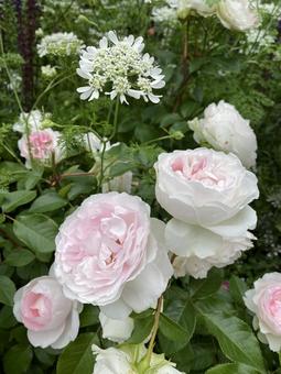 White Rose, JPG White Rose, JPG