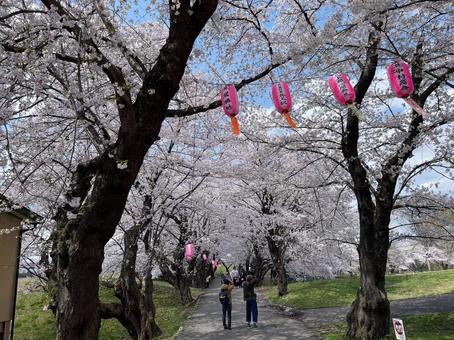 桜景色 桜景色の写真