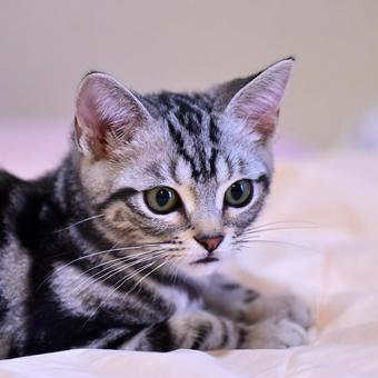 ふとんの上でくつろぐ子猫の写真