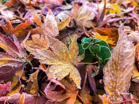朝の落ち葉 光,紅葉,影の写真素材