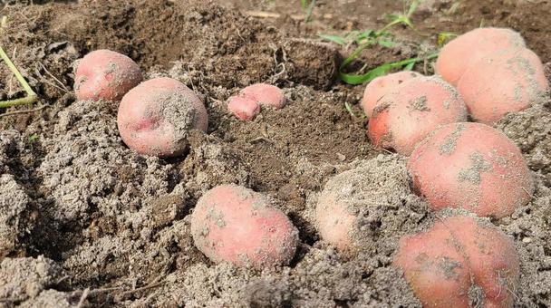 とれたてのじゃがいも フード,じゃがいも,食材の写真素材