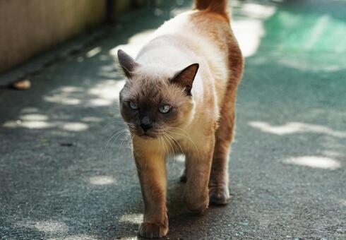 シャムネコ シャムネコ,シャム,タイの写真素材