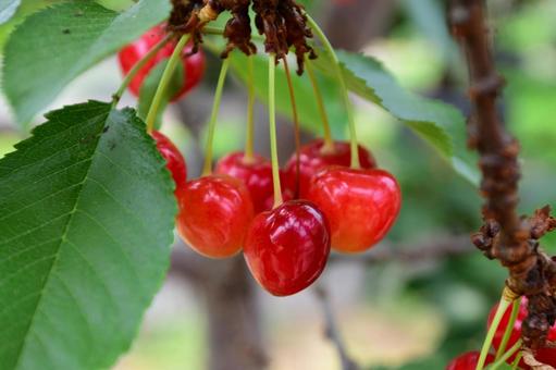 Ripe cherries, JPG