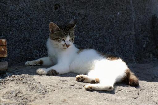 あたりを窺う岩場のキジ白猫 ネコ,ノラ猫,キジ白猫の写真素材