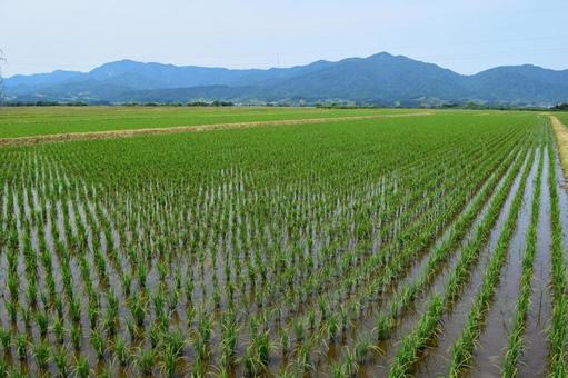 初夏の水田 山形県庄内 初夏の水田,初夏の田園,初夏の田んぼの写真素材