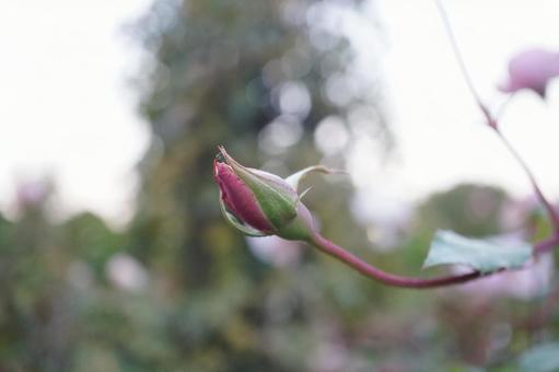 薔薇 薔薇の写真