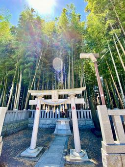 八幡の藪知らず 八幡の藪知らず 八幡の藪知らず,千葉,竹の写真素材