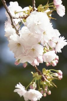 八重桜 桜 ピンク 八重桜 桜 ピンクの写真