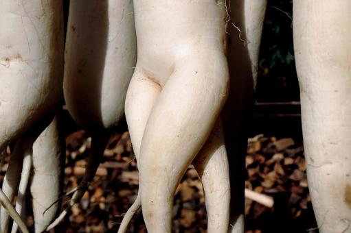 干し大根 干し大根の写真