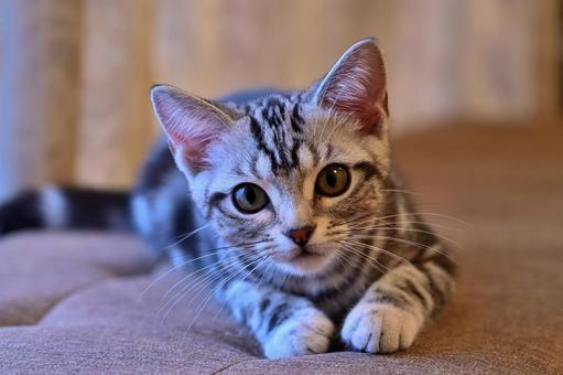 みつめる子猫 みつめる子猫 子猫,kitten,ねこの写真素材