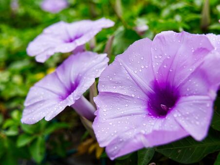 雨上がりに咲く紫色のアサガオ アサガオ,朝顔,花の写真素材
