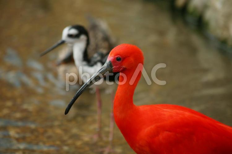 ショウジョウトキとクロエリセイタカシギ 鳥,猩猩朱鷺,ショウジョウトキの写真素材