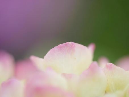 Photo, hydrangea, raindrops, pink hydrangea, 