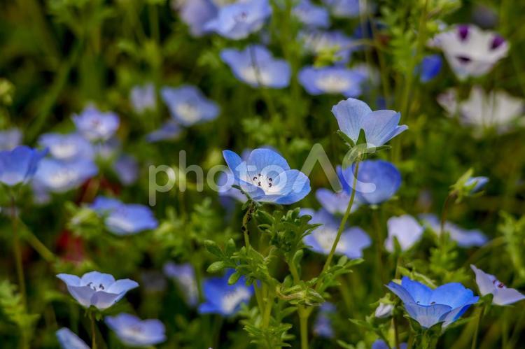 一面に咲いたネモフィラ 背景素材,花,自然の写真素材