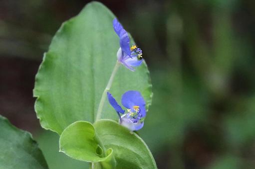 マルハツユクサ マルハツユクサ 植物,雑草,ツユクサの写真素材