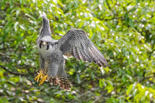 Photo, hayabusa, falcon, jump, 