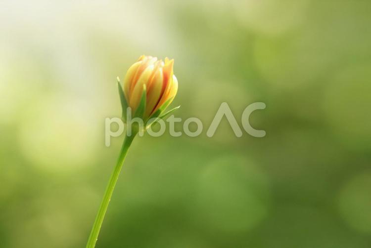 写真-美しい草花01 花,蕾,光の写真素材
