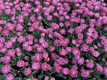 キューケンホフ公園 キューケンホフ,チューリップ,アムステルダムの写真素材