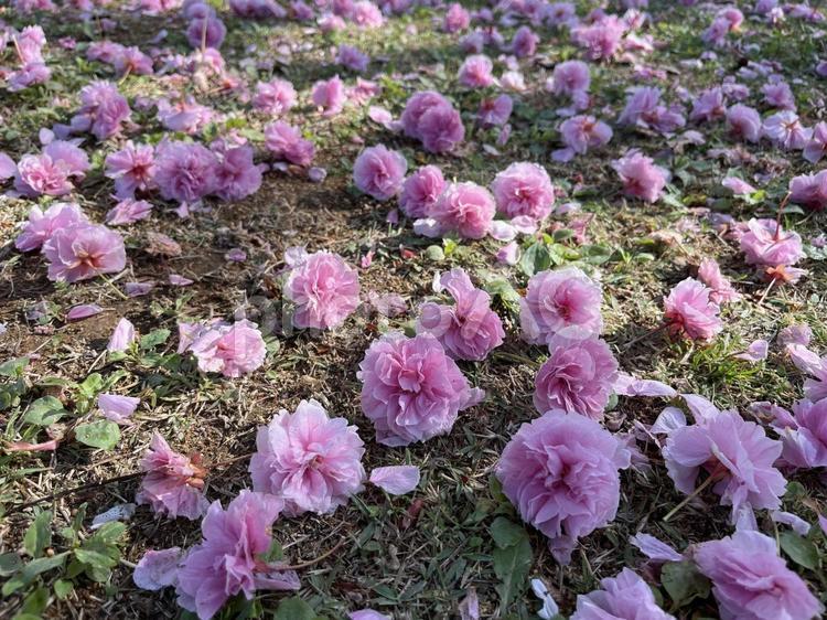 落下した八重桜の花 八重桜,芝生,ピンク色の写真素材