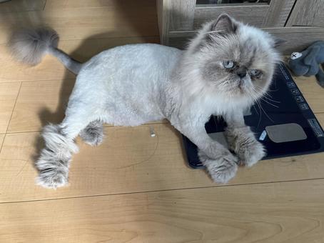 サマーカット ヒマラヤン,猫,長毛の写真素材