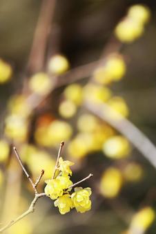 ロウバイ1の写真