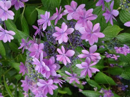 ヤマアジサイ ヤマアジサイ,花,植物の写真素材