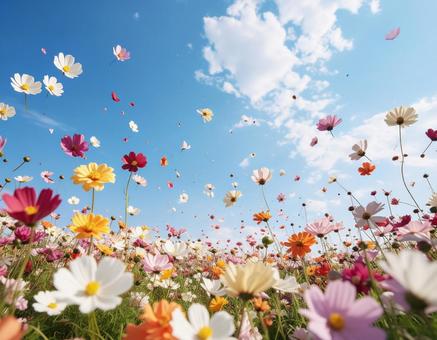 青空に色とりどりの花 青空に色とりどりの花の写真