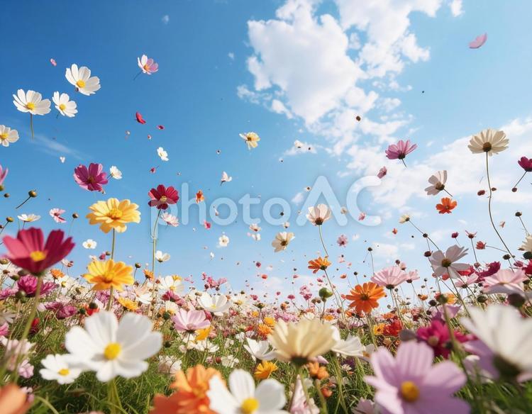 青空に色とりどりの花 青空,昼,太陽の写真素材