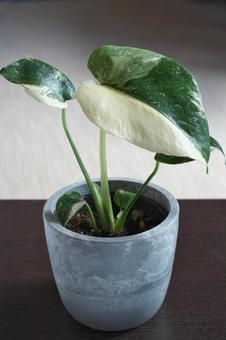白斑のモンステラ 白斑のモンステラの写真