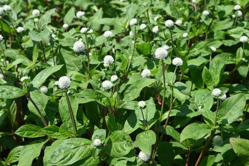 Photo, summer, senjihari bana, white flower, 