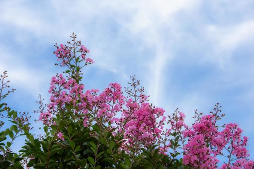 百日紅の花 百日紅の花 サルスベリ,花,百日紅の写真素材