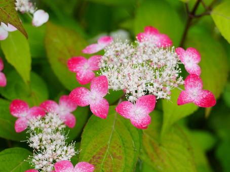 山あじさい クレナイ(紅) 山あじさい クレナイ(紅)の写真