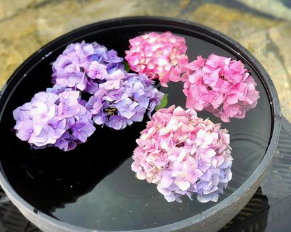 水に浮かぶ紫陽花 水に浮かぶ紫陽花 紫陽花,梅雨,梅雨入りの写真素材