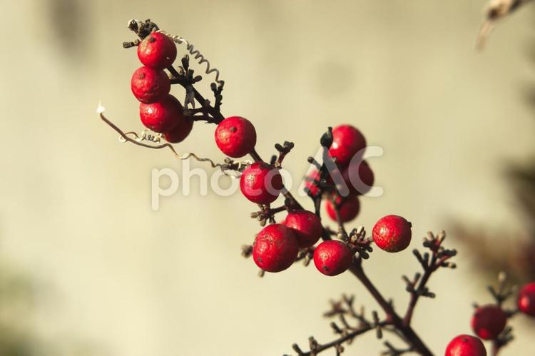 実だけになった南天のアップ ナンテン,南天,赤の写真素材