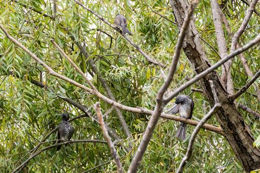 ヒヨドリ⑼ 鳥,鳥類,ヒヨドリの写真素材