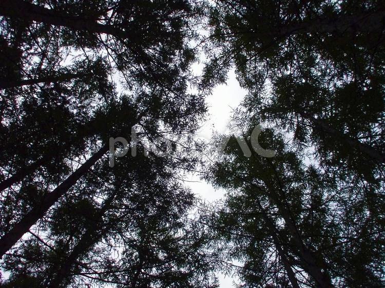 杉林の隙間の空 スギ,空,葉の写真素材