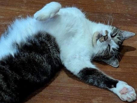 ねこ 昼寝 ねこ 昼寝の写真