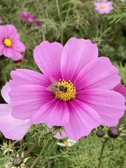 秋の午後に咲きほこるコスモスの花とハチの写真