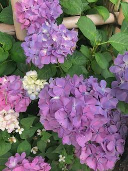 Hydrangea 4, JPG Hydrangea 4, JPG