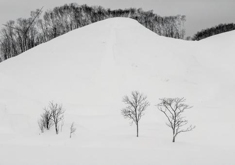 広大な雪原に佇む孤独な木立の冬景色 丘陵,木立,白の写真素材